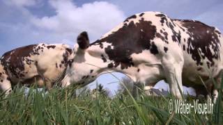 Troupeau de vaches laitières Normandes en pâture sur prairie [upl. by Cassady]