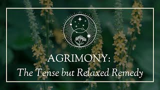 Agrimony The Tense but Relaxed Remedy [upl. by Kuehnel]