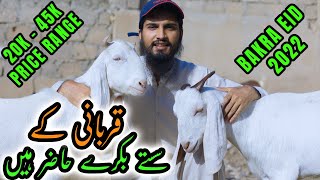 Ap Ki Request Per Saste Bakre Hazir Hain  SJR Goat amp Cattle Farm  Qubani Goats for Bakra Eid 2022 [upl. by Toile]