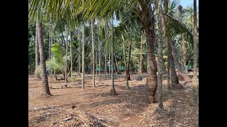 Alibag Chaul Agriculture Wadi Plot For Sale  9822738227  8380038227 [upl. by Iyre753]