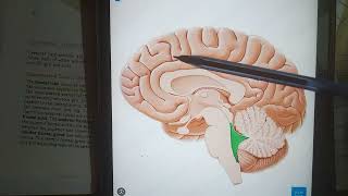 Cerebral hemispheres sulci and gyri Part 2 [upl. by Starlin]