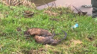 Muskusrat moet op menukaart van restaurants in Kop van Overijssel [upl. by Encrata]