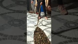 Russells vaipar snake rescue 🐍 venomouscobra cobras snakecobra snakerepellent wildlife cobra [upl. by Raseac]