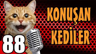 Konuşan Kediler 88  En Komik Kedi Videoları  PATİ TV [upl. by Shu]