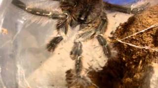 Tarantula Feeding Video 104  Biggest One Yet Including Awesome Surprises [upl. by Freddi]