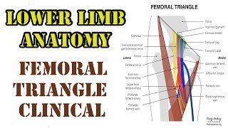 LOWER LIMB ANATOMY  Femoral Triangle  CLINICAL easy explanation with proper notes [upl. by Dadivitan]