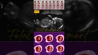 17 Weeks Pregnant  Week By Week Pregnancy pregnancy development baby [upl. by Norved]