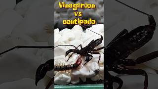 Vinegaroon vs centipede  Uropygi vs Scolopendra [upl. by Pyotr]