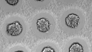 Reproducible spheroid formation 2  hydrogel wells using PRIMO [upl. by Cheffetz]