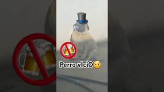 Perro ViciO🍻🥴 like humor dogs [upl. by Enidan18]