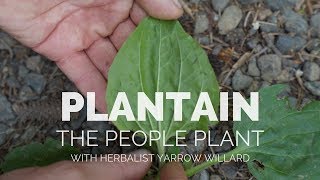 Plantain the People Plant  Herbal Jedi [upl. by Mungam]