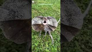 Frilled Neck Lizard shorts shortvideo [upl. by Early]