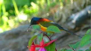 Greentailed Sunbird Aethopyga nipalensis [upl. by Misa]