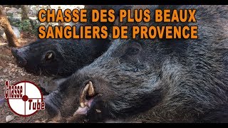 Chasse des plus beaux sangliers de Provence [upl. by Liba]