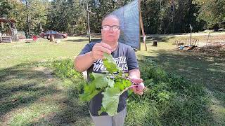 Picking Turnip Greens from our Garden part 1 of 2 turnips [upl. by Jacy]