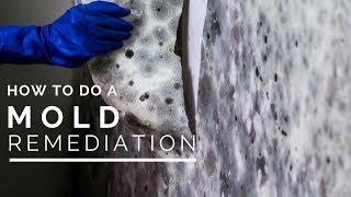 How To Do a Mold Remediation In Your Home [upl. by Zorina]