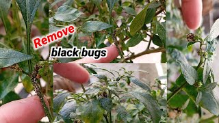 Remove Black Insects Aphids Bugs from Plants  Get Rid Aphids Easy [upl. by Nonnaehr]