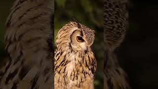 Random Fact  Owls Edition randomfact owlfacts naturalworld animalfacts wildlife animalshorts [upl. by Ellennahs794]