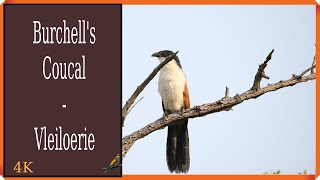 Burchells Coucal  Vleiloerie [upl. by Gwennie987]