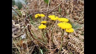 Colourful Coltsfoot [upl. by Neibart]