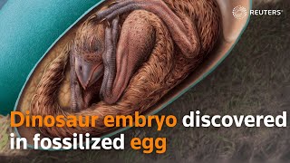 Dinosaur embryo discovered in fossilized egg [upl. by Vinny]