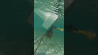 Castaway Cay Snorkel with GoPro Disney Cruise Line Disney Fantasy [upl. by Bijan]