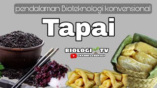 bioteknologi konvensional  pembuatan tapai  biologi sma kelas 12 bab bioteknologi [upl. by Oric228]