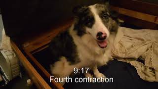 Border Collie Dog Giving Birth  Whelping A Litter of Puppies Pt 1 [upl. by Llabmik]