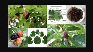 Guide To Growing Mulberry Trees [upl. by Alanson]