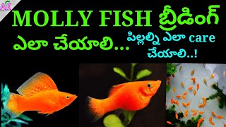 mollyfish mollyfishbreeding mollyfry HOW TO BREED MOLLY FISH TELUGU [upl. by Ynaoj]