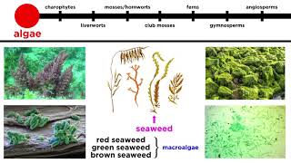 Overview of Plant Classification Vascular and Nonvascular Plants [upl. by Notsgnal]