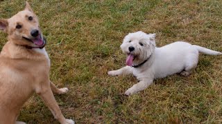 West Highland White Terrier Westie Bobby Fitness [upl. by Mont]