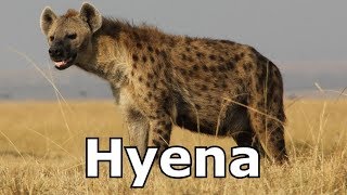 Hyena Sounds amp Hyena Pictures  The Sound a Hyena Makes [upl. by Lunsford]