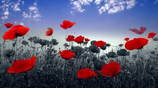 Animated Butterflies transform Red Poppies  Nature  after effects [upl. by Anora]