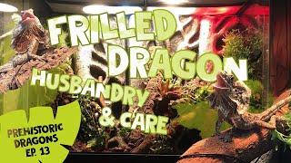 PD EPISODE 13 FRILLED DRAGON CARE amp HUSBANDRY [upl. by Legin]