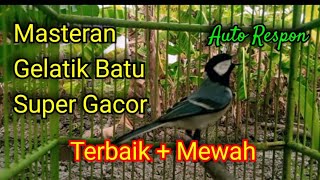 Masteran burung gelatik batu gacor untuk masteran pancingan terapi dan pikat [upl. by Radu]