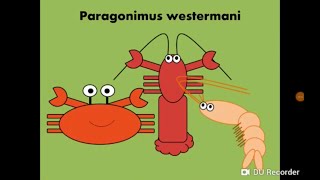 Paragonimus westermani Lung Fluke المثقوبة الرئوية [upl. by Aduhey]