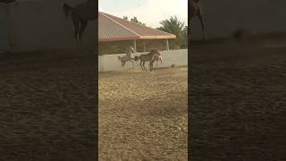 horse shorts video 1220🎠🎠🎠 viralvideo horse youtubeshorts beautifulhorses horselover shorts [upl. by Weissberg152]