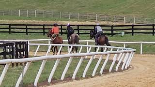 Sun in My Heart and Hippitus Hoppitus first day on the track accompanied by track pony Mosler Safe [upl. by Fezoj276]