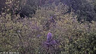 Heronry Livestream [upl. by Crofton]