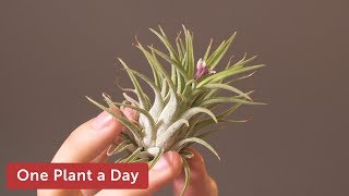 Tillandsia ionantha Houseplant Care — 169 of 365 [upl. by Priscella]