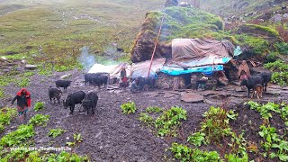 Himalayan Village Life  Dolpa  Nepal  The Making Process Of Ghee In the himalayan Yak Farm [upl. by Chalmer]