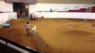 Great Pyrenees Agility [upl. by Vassaux25]