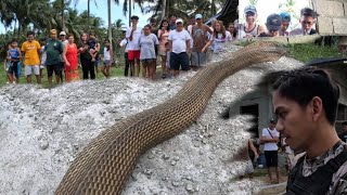 ANG PAG HIMASOK NG COBRA AT ISAPANG AHAS [upl. by Elia]