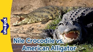 Nile Crocodile vs American Alligator  Differences between Crocodiles and Alligators  Little Fox [upl. by Niven]