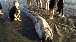 Los secretos de la quotserpiente marinaquot gigante BBC MUNDO [upl. by Dyob]