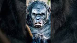 What Happened to Koba in Planet of the Apes [upl. by Pani]