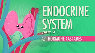 Endocrine System Part 2  Hormone Cascades Crash Course Anatomy amp Physiology 24 [upl. by Oilenroc]