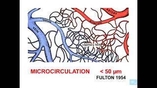 1  Histologie microcirculation partie 1 [upl. by Llerot]