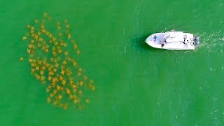 Sight Fishing Cobia in Virginia Beach  4K [upl. by Anawed]